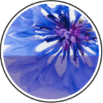 Cornflower Floral Water